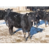 Image 6 : Raymore Farming Co. - 80 Black/Black X Replacement Heifers (Raymore, SK)