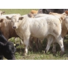 Image 9 : Bar T Livestock - 535# October Delivery Steer Calves - 115 Head (Earl Grey, SK)