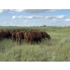 Image 14 : Sheldon Reimer - 940# September Delivery Grass Heifers - 325 Head (Cromer, MB)