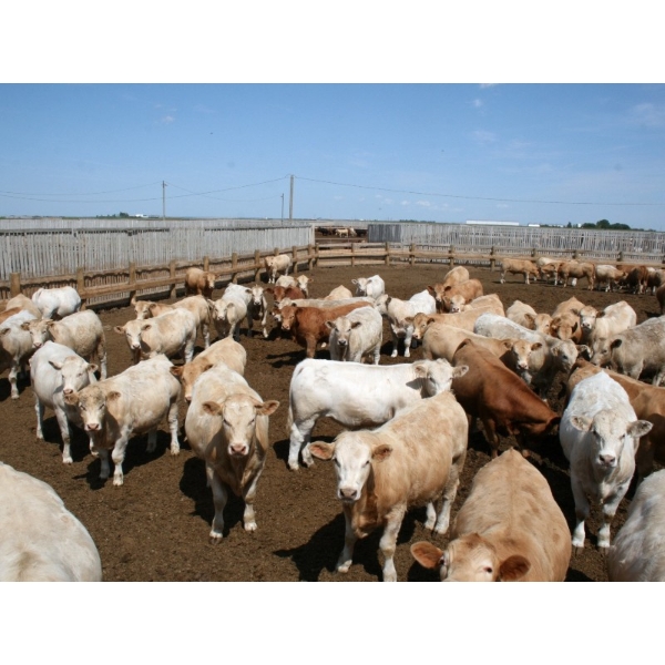 Poelman Farms - 975# June Delivery Steers - 111 Head (Granum, AB)