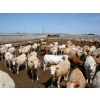 Image 1 : Poelman Farms - 975# June Delivery Steers - 111 Head (Granum, AB)