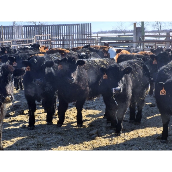 7L Ranch - 780# March Delivery Steers - 77 Head (Lakeland, MB) VBP+