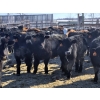 Image 1 : 7L Ranch - 780# March Delivery Steers - 77 Head (Lakeland, MB) VBP+