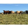 Image 4 : Reilly Lake Ranching - 970# September Delivery Grass Steers - 65 Head (Lloydminster, AB)