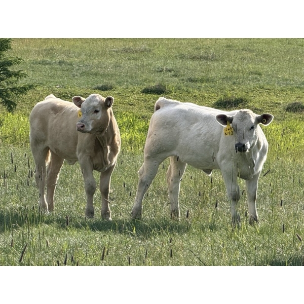 Eagle Creek Ranching Ltd. - 580# October Delivery Heifer Calves - 60 Head (Sundre, AB)