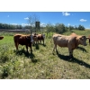 Image 5 : Ian & Heather Marr - 1075# August Delivery Grass Steers - 114 Head (Marwayne, AB)