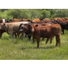 Image 9 : Ranahan Ranch - 700# June/July Delivery Grass Steers - 84 Head (Whitewood, SK)