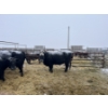 Image 3 : Jake Giesbrecht - 3 BBF Cows (Pen 430)