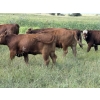 Image 8 : Sheldon Reimer - 940# September Delivery Grass Heifers - 325 Head (Cromer, MB)