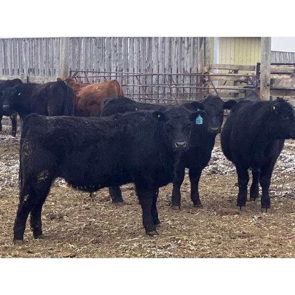 Hawk Ranching - 970# March Delivery Steers - 65 Head (Parkland, AB)