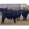 Image 1 : Hawk Ranching - 970# March Delivery Steers - 65 Head (Parkland, AB)