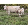 Image 2 : Malarky Farms - 25 Char/Char X Cow/Calf Pairs (Newdale, MB)