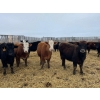 Image 2 : Tee Two Land & Cattle Co. - 630# April Delivery Heifers - 190 Head (Kelliher, SK) VBP+