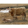 Image 5 : Cole Herold - 30 Cow/Calf Pairs (Montmarte, SK)
