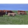 Image 10 : J&E Farms Ltd. - 650# November Delivery Steer Calves - 90 Head (Tilley, AB)