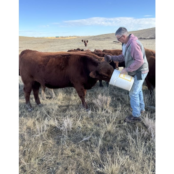 Richard Crowle - 10 Red Heifers (Pen 524 - 526)