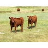 Image 5 : Henrickson Ranch & TC Farms  - 590# November Delivery Steer Calves - 95 Head (Patricia, AB)
