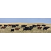 Image 4 : McDougald Ranch Ltd. - 790# September Delivery Grass Heifers - 100 Head (Maple Creek, SK)