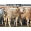 Image 13 : Copperfield Farming - 730# February Delivery Heifers - 120 Head (Vauxhall, AB)