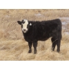 Image 6 : Sybouts Lake Farms Ltd. - 525# March Delivery Heifers - 85 Head (Gladmar, SK)