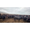 Image 7 : Amber Mountain Farms - 670# July Delivery Heifers - 88 Head (Vauxhall, AB)