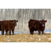 Image 4 : Winn Man Farms - 780# March Delivery Steers - 78 Head (Winnipegosis, MB)