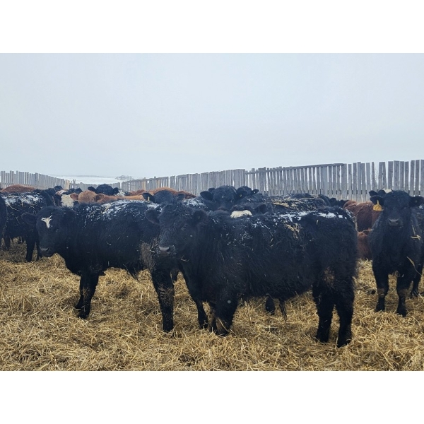 Tee Two Land & Cattle Co. - 760# March/April Delivery Steers - 216 Head (Kelliher, SK) VBP+