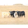 Image 2 : LV Farms - 520# November Delivery Steer Calves - 75 Head (Midale, SK)