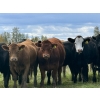 Image 3 : Midpoint Farms - 1000# October Delivery Grass Heifers - 124 Head (Drayton Valley, AB)
