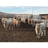 Image 5 : Lowe Ranches - 688# March Delivery Steers - 54 Head (Nanton, AB)