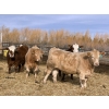 Image 3 : X Bar X Cattle Co. Ltd. - 1000# March Delivery Steers - 62 Head (Lomond, AB)