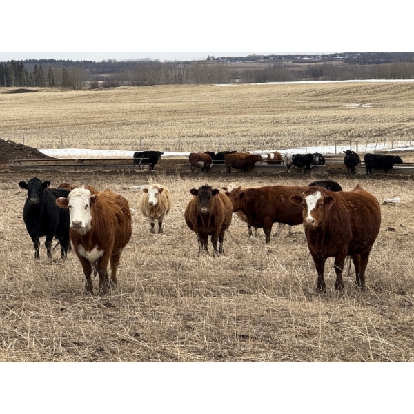 Cameron Smith - 33 Summer Calving Bred Cows (Blackfalds, AB)