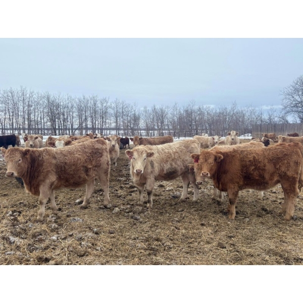 Wayne & Logan Lytwyn - 785# February Delivery Heifers - 75 Head (Winnipegosis, MB)