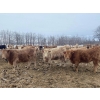 Image 1 : Wayne & Logan Lytwyn - 785# February Delivery Heifers - 75 Head (Winnipegosis, MB)