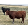 Image 6 : Rafter C Cattle Co. - 965# September Delivery Grass Steers - 62 Head (Lafleche, SK)