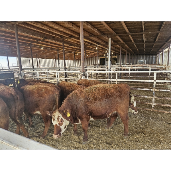 Gemstone Cattle Company - 10 RBF Heifers (Pen 321 - 323) 927# avg