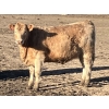Image 5 : Winnifred Colony Farming Ltd. - 835# February Delivery Heifers - 44 Head (Winnifred, AB)