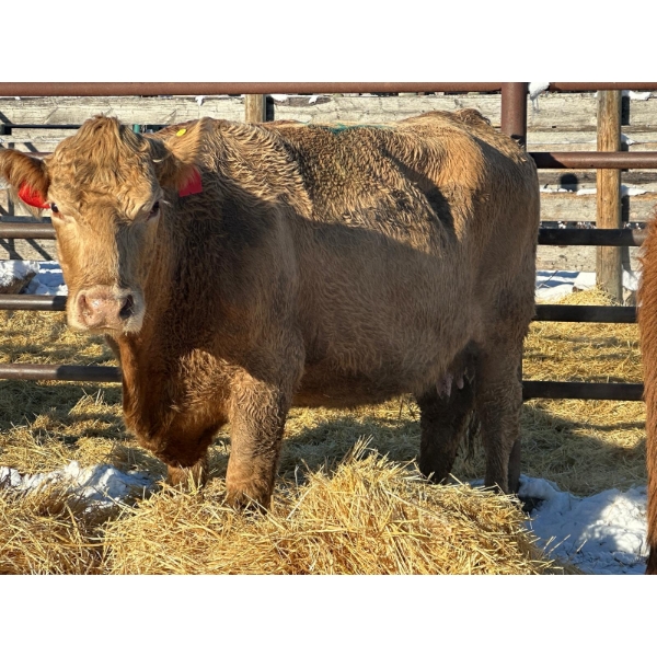 Resch Ranch - 1 Middle-Aged Cow (Pen 420) *Later Bred*