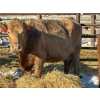Image 1 : Resch Ranch - 1 Middle-Aged Cow (Pen 420) *Later Bred*