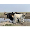 Image 5 : K Griffith Ranching - 585# November Delivery Steer Calves - 100 Head (Delia, AB)