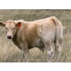 Image 3 : Jean Lamson - 630# October Delivery Steer Calves - 85 Head (Hanna, AB)