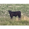 Image 3 : Ed Curry Ranching Ltd. - 570# November Delivery Steer Calves - 180 Head (Big Stone, AB)