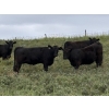 Image 2 : DK Livestock - 985# September Delivery Grass Heifers - 65 Head (Longview, AB)