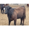 Image 8 : Lazy B Farm & Ranch - 975# August Delivery Heifers - 130 Head (Linden, AB)