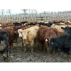 Image 3 : Rice Farms - 975# February Delivery Steers - 65 Head (Lacombe, AB)