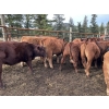 Image 7 : Bob & Donna, Nikita Leavitt - 600# October Delivery Steer Calves - 55 Head (Kamloops, BC) VBP+