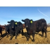 Image 5 : Van Hall Cattle Co. - 925# April Delivery Steers - 192 Head (Scandia, AB)