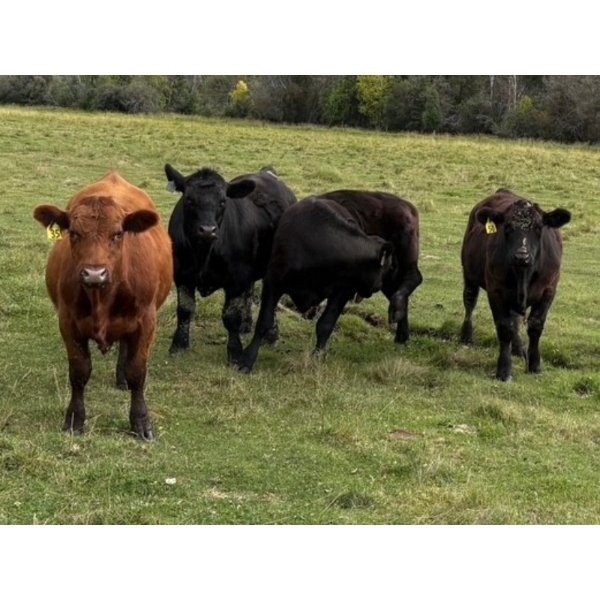 Avos Farms - 940# Sept/Oct Delivery Grass Steers - 350 Head (MacKay, AB)
