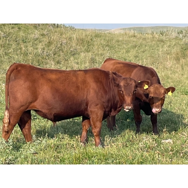 Bar 3 Ranches Ltd. - 960# September Delivery Grass Steers - 64 Head (Erskine, AB)