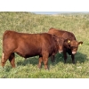 Image 1 : Bar 3 Ranches Ltd. - 960# September Delivery Grass Steers - 64 Head (Erskine, AB)
